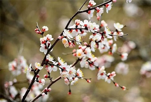 吃喝玩樂不遠(yuǎn)行，帶你一卡游濟(jì)寧！濟(jì)寧旅游惠民卡送您一個(gè)春天（附辦卡攻略）