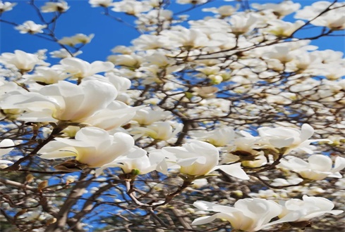 中央：全國性文體活動及跨省跨境旅游等暫不恢復(fù)