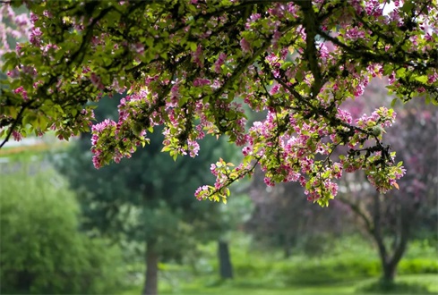 孔府：滿園春光繾流年！