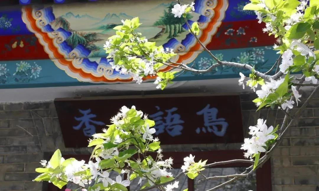 賞花地圖——最美三月天，帶你走進(jìn)濟(jì)寧的花花世界