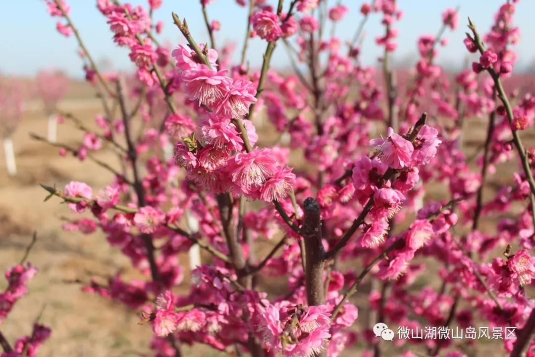 ? 送 她 一 朵 小 紅 花 ?