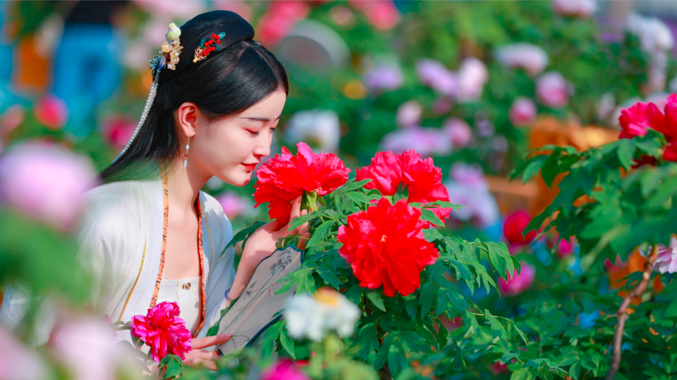 春光正好！2021『太白湖賞牡丹攻略』來了，必須收藏！