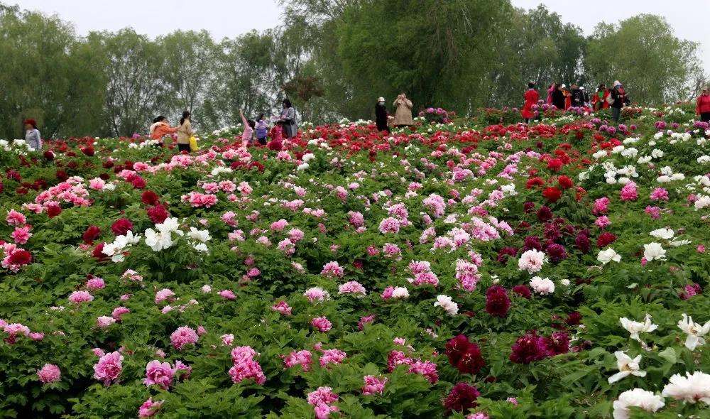 太白湖景區(qū)大唐牡丹園美圖賞析